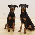 Vokiečių pinčerius auginanti pora: rūpesčiai, sukelti mažų šuniukų, greitai pasimiršta
