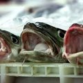 Dėl nuostolių žvejai kaltina ES