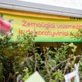 Lietuviai turguje šluoja naujoviškus pomidorų ir agurkų daigus: kokios kainos ir nauda
