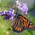 Meksikos miškus užplūdo milijonai monarcho drugelių