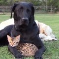 Nustebino pasaulį: kačiukas ir labradoras tapo neišskiriamais draugais