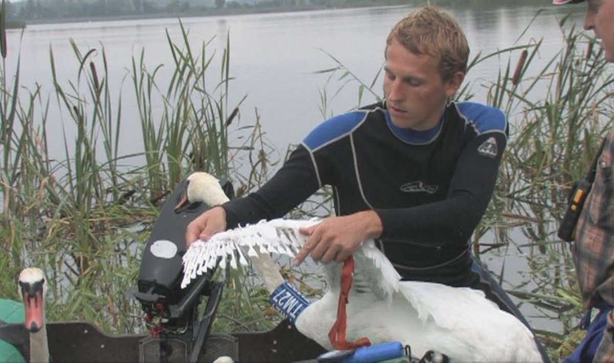 Ornitologas Julius Morkūnas demonstruoja, kodėl gulbė nepaskrenda