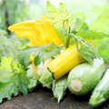 Suvalgęs cukinijos mirė vyras: kada šių daržovių nevalgyti