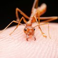 Mokslininkai įspėja: raudonosios ugninės skruzdėlės jau plinta ir Europoje – kuo jos pavojingos?