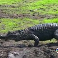 Brazilijos ekologai nuo sausros padarinių grėsmės gelbsti karves ir krokodilus