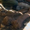 Meksikoje mokslininkai aptiko senovinį mastodonto skeletą