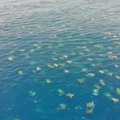 Netoli Australijos bepilote skraidykle užfiksuoti tūkstančiai jūrinių vėžlių