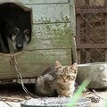 Kaune prie būdos pririštas šuo ėmėsi globoti laukinį kačiuką