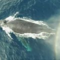 Neįprastas darbas: banginių išpurškiamo vandens gaudymas bepiločiu
