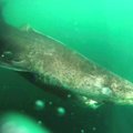Mokslininkus nustebino Arktinių ryklių ilgaamžiškumas: išgyvena šimtmečius