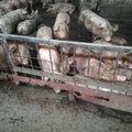 Nubaustas kiaules netinkamai laikęs ūkininkas – vaizdai gali šokiruoti