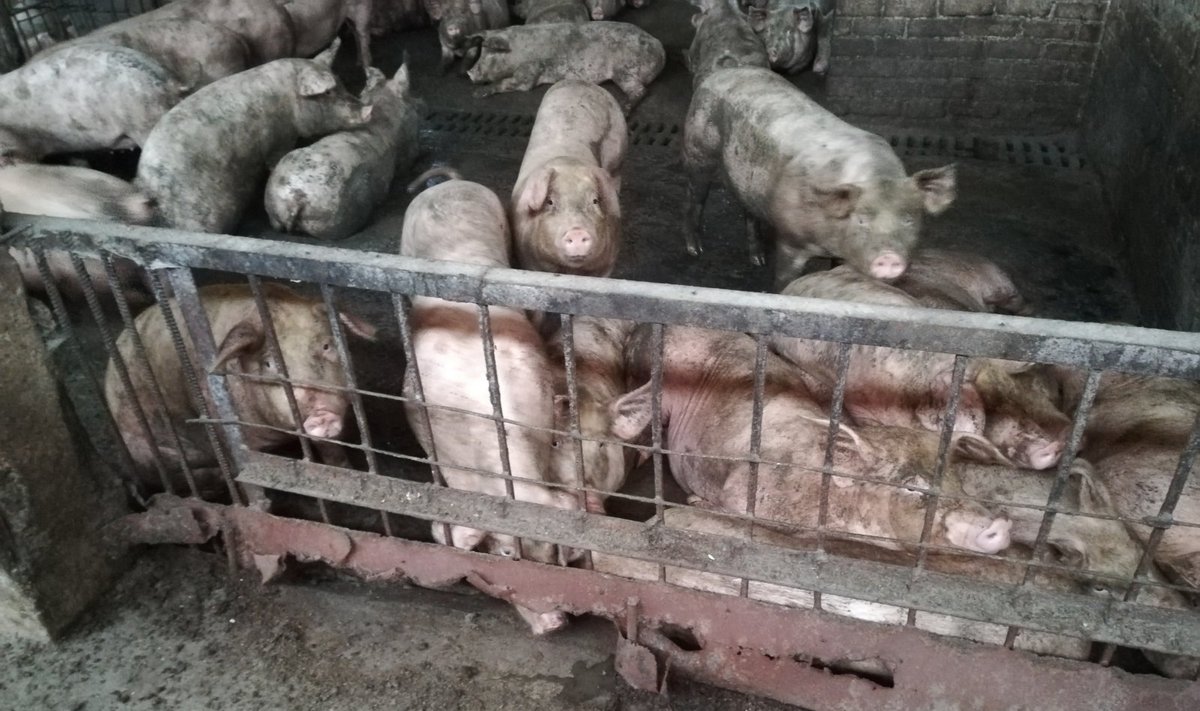 Netinkamai laikomos kiaulės