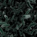 Mokslininkai rado dar pavojingesnę bakteriją nei masiškai plintanti E.coli