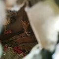 Namo grįžusi šeima ant lovos rado miegantį tigrą: žvėris slėpėsi nuo pražūtingo potvynio