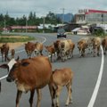 Nieko nėra švento – Indijoje nelegaliai prekiaujama karvėmis