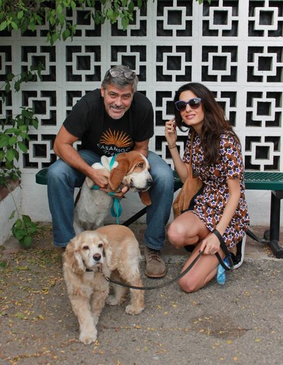 George ir Amal Clooney su šunimis (prieglaudos nuotr.)
