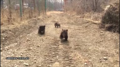 Rusijos miške išgelbėti našlaičiais likę rudojo lokio jaunikliai