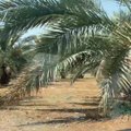 Lietuvis apsilankė žemės ūkyje Izraelyje: kiek uždirba darbininkai lauke ir kas pelningiau už vynuoges