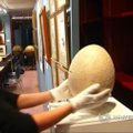 Aukcione parduodamas milžiniškas išnykusio paukščio kiaušinis