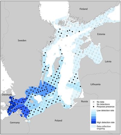 Žemėlapis, kur 2011-2013 metais užfiksuota jūrų kiaulės vieta  (www.sambah.org žemėlapis)