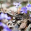 Pavasarinės gėlės: kaip išvengti žalos gamtai
