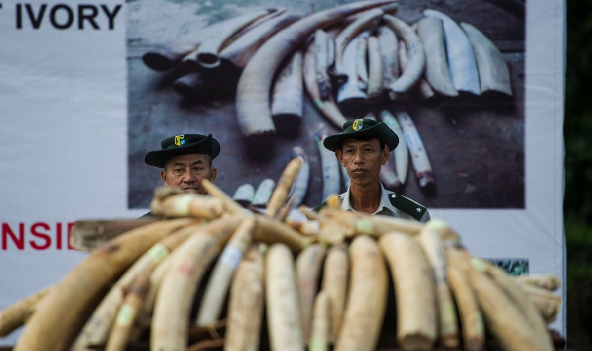 Singapūras uždraus prekybą dramblio kaulu