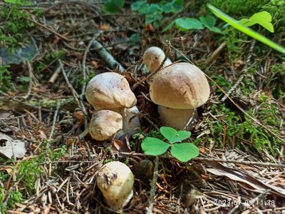 Grybai Skaitytojų nuotr.