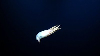 Grimpoteuthis genčiai priklausantis aštuonkojis