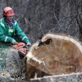 Varėnos r. nuvirtęs medis mirtinai sužalojo jauną vyrą