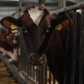 Delfi Agro. Kaip gyvena tūkstančio karvių ferma, kur per dieną primelžiamas pienovežis