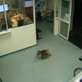 Nufilmuota į ligoninę netikėtai užklydusi koala