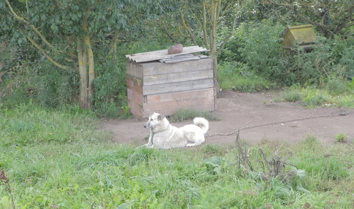 Kėdainių rajone - šunų veisyklos apgultis