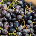 Vynuogės sirpsta ne tik šiltuosiuose kraštuose, bet ir netoli Alytaus