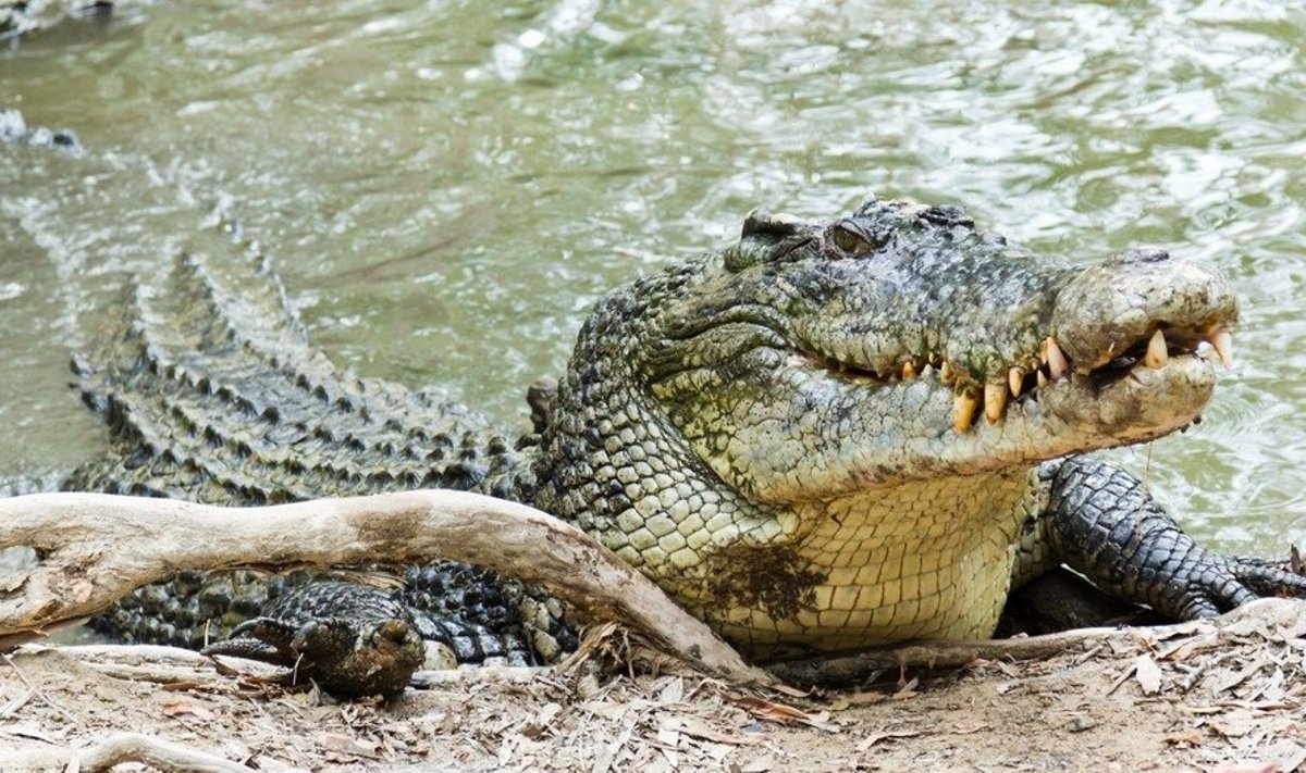 Briaunagalvis krokodilas