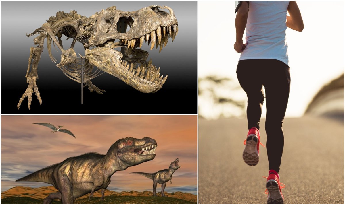 Manoma, kad tiranozauras bėgo panašiu greičiu kaip ir žmogus/Shutterstock/VidaPress nuotr.