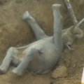 Indijoje išgelbėtas į griovį įkritęs dramblio jauniklis
