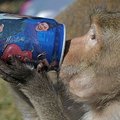 Tailando mieste buvo surengta speciali puota beždžionėms