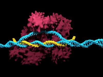 CRISPR suteikia galimybę šalinti genetines mutacijas, ar netgi pridėti „geresnių“ genų