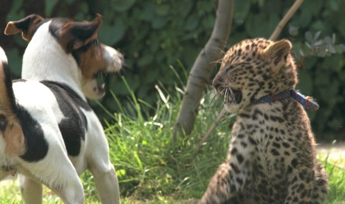 Leopardo ir šuns jaunikliai zoologijos sode