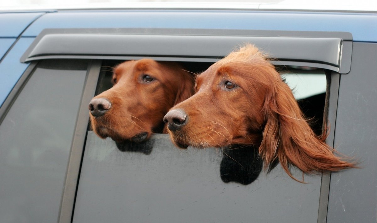 Šunys automobilyje