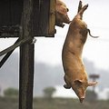 Kinijoje kiaulės nardo į vandenį, kad jų mėsa būtų liesesnė