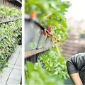 Braškės balkone – kaip sekasi jas auginti