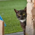 Kačių maras Panevėžyje pasėjo nerimą: įspėja neglostyti svetimų murklių