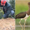 Ornitologai gelbėja retą paukščių rūšį: Pietų Lietuvos miškuose iškelti 3 dirbtiniai lizdai juodiesiems gandrams