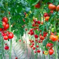Daržininko gudrybės, leidžiančios ir rugsėjį skinti savo pomidorus