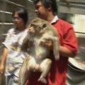 Tailande pradėta beždžionių dauginimosi kontrolės programa