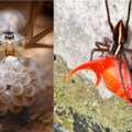 Vyro augintinė tapo voro pietumis: žuvis medžiojantys vorai gyvena ir Europoje