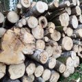 Medienos perdirbėjas: valstybinius miškus valdo 42 ponai