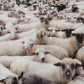 Kur dauguma 100 vilkų ar 1000 avių?
