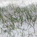 Grūdų augintojai: dėl iškritusio sniego kai kurie laukai galėjo netekti iki 70 proc. derliaus